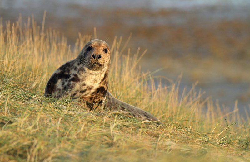 Phoca Waddentochten